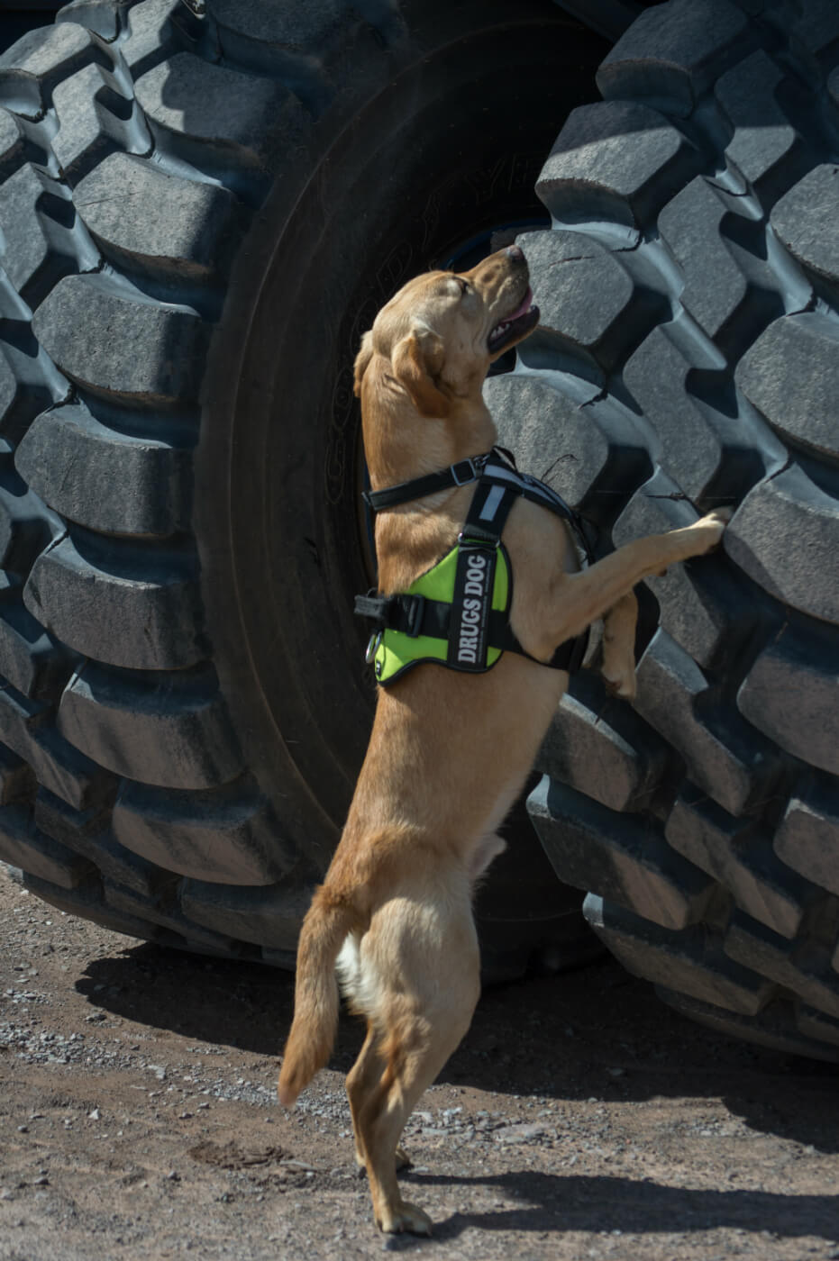 Dogs Against Drugs Detecting and Deterring Drugs in Shetland